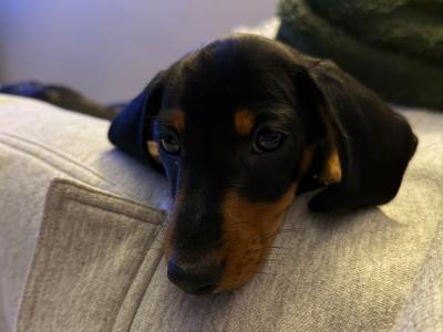 IKC Registered Miniature Dachshund puppies in Westmeath