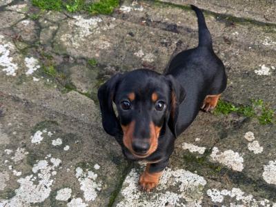 IKC Registered Miniature Dachshund puppies in Westmeath