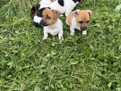 Beautiful miniature Jack Russell puppies in Waterford