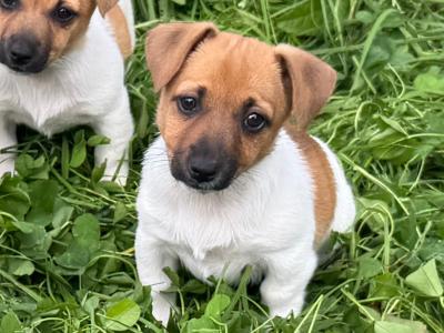 Beautiful miniature Jack Russell puppies in Waterford