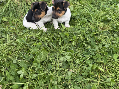 Beautiful miniature Jack Russell puppies in Waterford