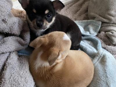 Female Chihuahua puppies in Dublin