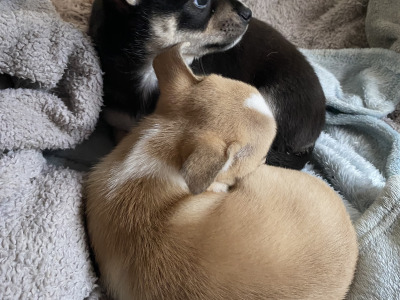 Female Chihuahua puppies in Dublin