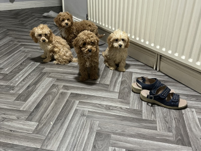 Stunning teddy bear Cavapoo puppies in Kilkenny 🐶 🐶