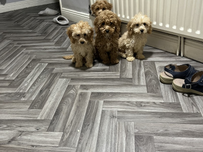 Stunning teddy bear Cavapoo puppies in Kilkenny 🐶 🐶