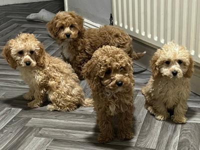 Stunning teddy bear Cavapoo puppies in Kilkenny 🐶 🐶