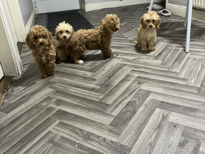 Stunning teddy bear Cavapoo puppies in Kilkenny 🐶 🐶
