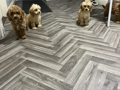 Stunning teddy bear Cavapoo puppies in Kilkenny 🐶 🐶