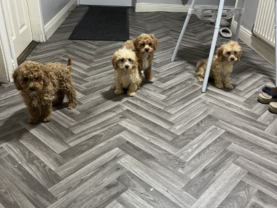 Stunning teddy bear Cavapoo puppies in Kilkenny 🐶 🐶