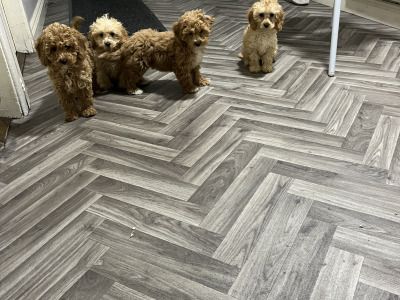 Stunning teddy bear Cavapoo puppies in Kilkenny 🐶 🐶