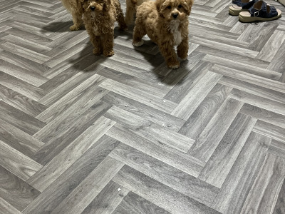 Stunning teddy bear Cavapoo puppies in Kilkenny 🐶 🐶