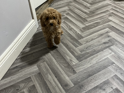 Stunning teddy bear Cavapoo puppies in Kilkenny 🐶 🐶