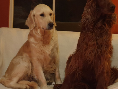 Beautiful litter of Golden Irish Retriever puppies in Wexford