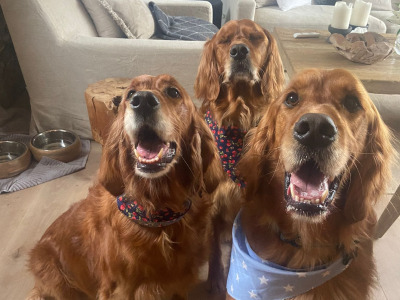 Beautiful litter of Golden Irish Retriever puppies in Wexford
