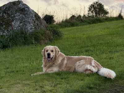 Gorgeous Golden Retriever IKC Registered available for stud in Mayo