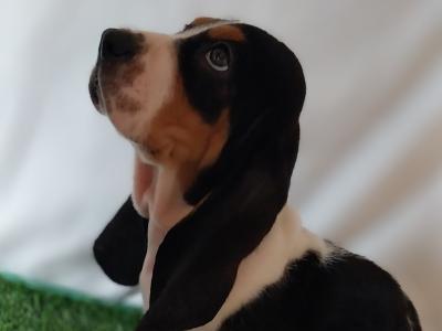 Beautiful Basset puppies in Kilkenny