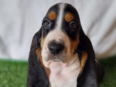 Beautiful Basset puppies in Kilkenny