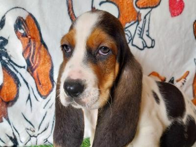 Beautiful Basset puppies in Kilkenny