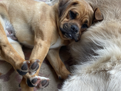 Female Puggle puppy (Pug x Beagle) 8 months old in Laois