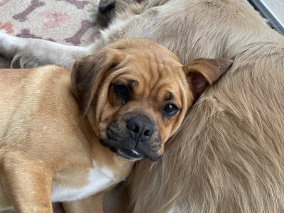 Female Puggle puppy (Pug x Beagle) 8 months old in Laois