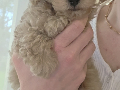 KC Registered Toy Poodle puppies in Donegal