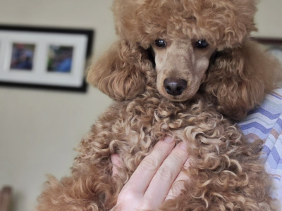 KC Registered Toy Poodle puppies in Donegal