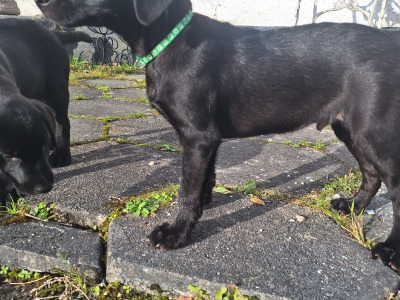 Kilroosk male Labrador puppy, IKC Registered, DNA clear for sale in Leitrim