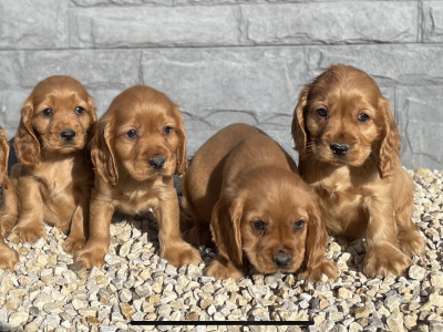Cockalier puppies in Laois