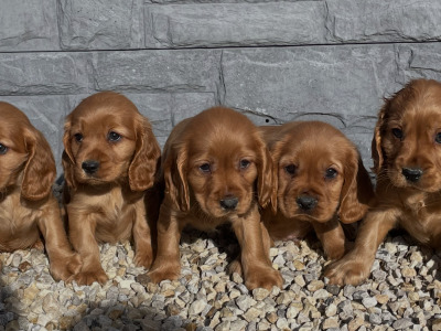 Cockalier puppies in Laois