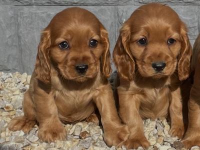 Cockalier puppies in Laois
