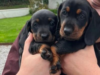 Dachshund puppies for sale in Cork - Black and Tan