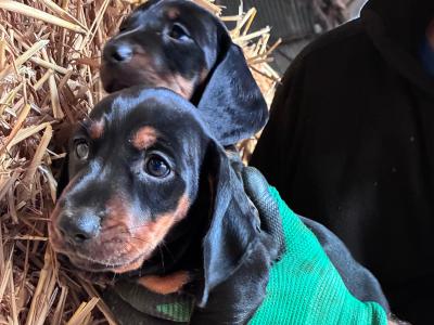 Dachshund puppies for sale in Cork - Black and Tan
