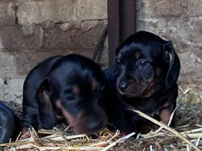 Dachshund puppies for sale in Cork - Black and Tan