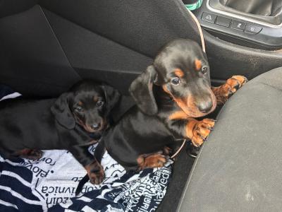 Dachshund puppies for sale in Cork - Black and Tan