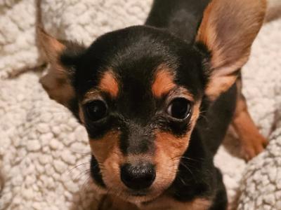 Beautiful small Dachshund x Corgi puppies in Wexford