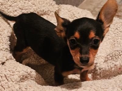 Beautiful small Dachshund x Corgi puppies in Wexford