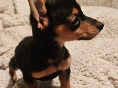 Beautiful small Dachshund x Corgi puppies in Wexford