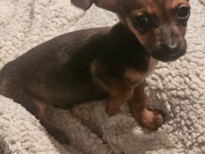 Beautiful small Dachshund x Corgi puppies in Wexford