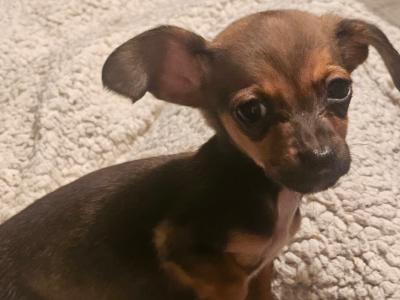 Beautiful small Dachshund x Corgi puppies in Wexford