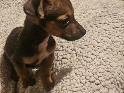 Beautiful small Dachshund x Corgi puppies in Wexford