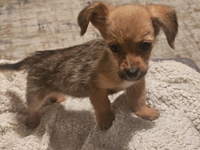 Beautiful small Dachshund x Corgi puppies in Wexford