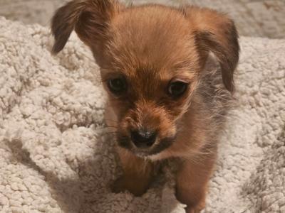 Beautiful small Dachshund x Corgi puppies in Wexford
