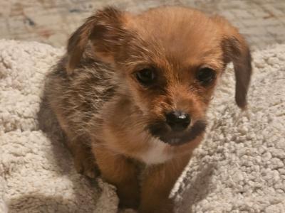 Beautiful small Dachshund x Corgi puppies in Wexford