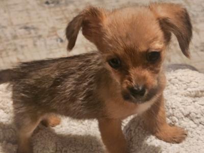 Beautiful small Dachshund x Corgi puppies in Wexford