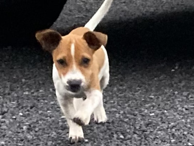 Male miniature Jack Russell puppy for sale in Galway