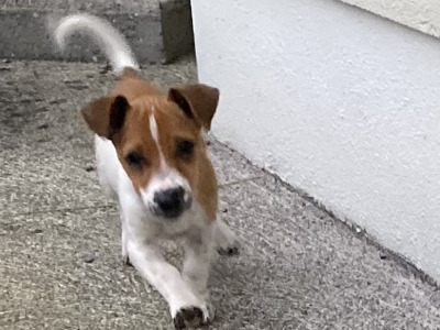 Male miniature Jack Russell puppy for sale in Galway