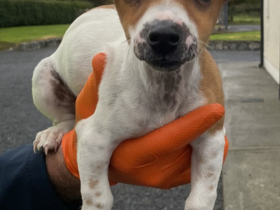 Male miniature Jack Russell puppy for sale in Galway