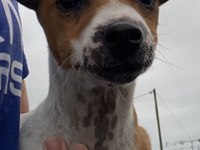 Male miniature Jack Russell puppy for sale in Galway