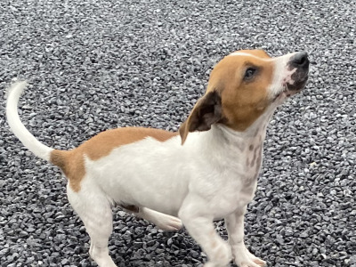 Male miniature Jack Russell puppy for sale in Galway