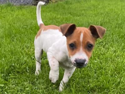 Male miniature Jack Russell puppy for sale in Galway